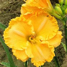 ЛИЛЕЙНИК СПЕЙСКОСТ ГОЛД БОНАНЗА горшок-с1