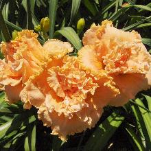 ЛИЛЕЙНИК СПЕЙСКОСТ ТВАЙС ИЗ НАЙС горшок-с1