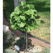 Нажмите чтобы увеличить изображение