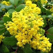 МАГОНИЯ ПАДУБОЛИСТНАЯ АПОЛЛО горшок-с2