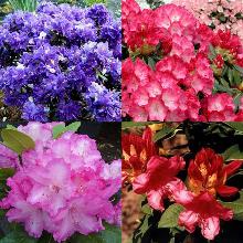 РОДОДЕНДРОН В АССОРТИМЕНТЕ горшок-p9