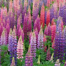 ЛЮПИН   горшок-с1