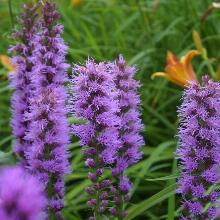 ЛИАТРИС СИРЕНЕВЫЙ горшок-с1