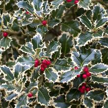 ПАДУБ ОСТРОЛИСТНЫЙ АРГЕНТЕА МАРГИНАТА пакет