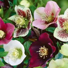 МОРОЗНИК САДОВЫЙ горшок-с1