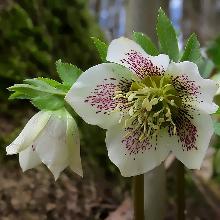МОРОЗНИК ВОСТОЧНЫЙ БОЛЛЕН горшок-с1