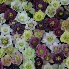 МОРОЗНИК ВОСТОЧНЫЙ ДАБЛ МИКС горшок-с1