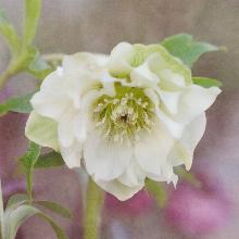 МОРОЗНИК ВОСТОЧНЫЙ АЙС КУИН горшок-с1