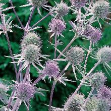 МОРДОВНИК ЭХИНОПС РИТРО горшок-с1