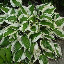 ХОСТА ПАТРИОТ горшок-с1