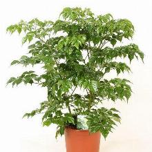 РАДЕРМАХЕРА   горшок-с1 флос