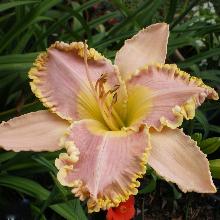 ЛИЛЕЙНИК КАРОЛИН МЕН горшок-с1