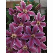 Нажмите чтобы увеличить изображение