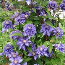 КЛЕМАТИС МУЛЬТИ БЛУ горшок-с3