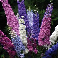 ДЕЛЬФИНИУМ СМЕСЬ СОРТОВ пакет