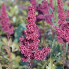 Нажмите чтобы увеличить изображение