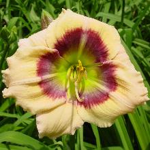 ЛИЛЕЙНИК УИНД УИШЕЗ горшок-с1