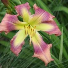 ЛИЛЕЙНИК ЭЛИЕН ИНВЕЙДЕР горшок-с1