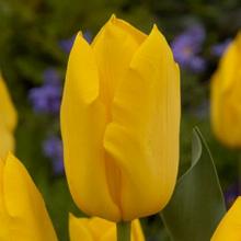 ТЮЛЬПАН ГОЛДЕН ТИКУН 5шт-карточка