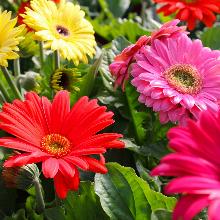 ГЕРБЕРА В АССОРТИМЕНТЕ горшок-с1 флос