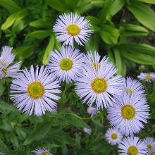 МЕЛКОЛЕПЕСТНИК   горшок-с1