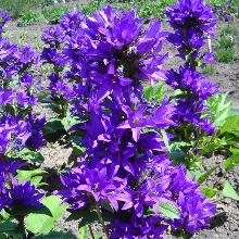 КОЛОКОЛЬЧИК СКУЧЕННЫЙ БЕЛЬФЛЁР БЛУ горшок-с1