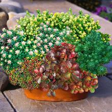 СЕДУМ СМЕСЬ горшок-с3