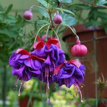 ФУКСИЯ КРУПНОЦВЕТКОВАЯ АМПЕЛЬНАЯ БЛУ АЙС горшок-p9 флос