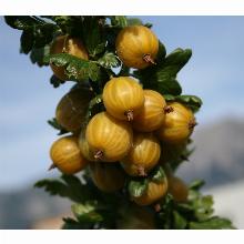 КРЫЖОВНИК ЯНТАРНЫЙ пакет