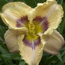 ЛИЛЕЙНИК ИНФИНИТИ АНД БИЙОНД пакет