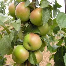 ЯБЛОНЯ БЕЛАНА 1-ЛЕТКА пакет