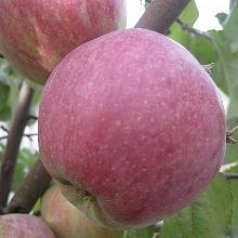 ЯБЛОНЯ ЗОРКА 1-ЛЕТКА пакет