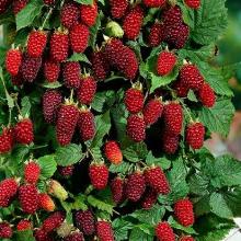 МАЛИНА ШТАМБОВАЯ СКАЗКА пакет