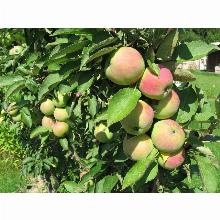 Нажмите чтобы увеличить изображение