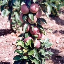 ЯБЛОНЯ КОЛОНОВИДНАЯ ОСТАНКИНО пакет