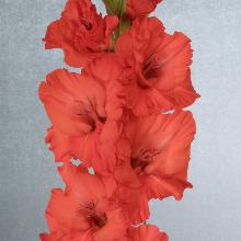 ГЛАДИОЛУС ГОРИ ГОРИ ЯСНО 3шт-пакет