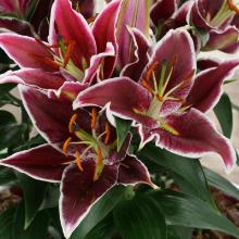 ЛИЛИЯ МАГНИ КОРЗ ВОСТОЧНЫЙ ГИБРИД 2шт-пакет