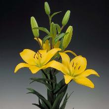 ЛИЛИЯ ВАЛ ДИ СОЛЕ АЗИАТСКИЙ ГИБРИД 2шт-пакет