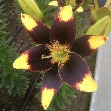 ЛИЛИЯ ИЗИ ДЭНС АЗИАТСКИЙ ГИБРИД 2шт-пакет