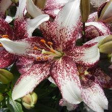 ЛИЛИЯ КРОССОВЕР АЗИАТСКИЙ ГИБРИД 2шт-пакет