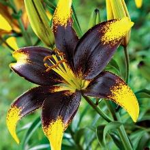 ЛИЛИЯ ЛИОН ХАРТ АЗИАТСКИЙ ГИБРИД 2шт-пакет