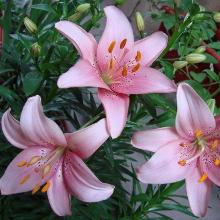 Нажмите чтобы увеличить изображение