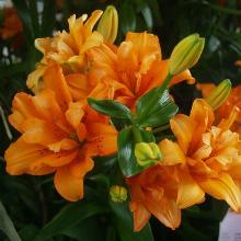 ЛИЛИЯ ОРАНЖ ТВИСТ АЗИАТСКИЙ ГИБРИД 2шт-пакет