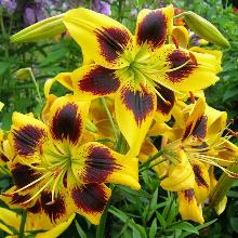 ЛИЛИЯ ПИЕТОН АЗИАТСКИЙ ГИБРИД 2шт-пакет