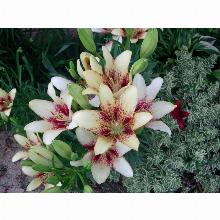 Нажмите чтобы увеличить изображение