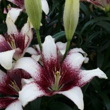 ЛИЛИЯ СЕСИЛ АЗИАТСКИЙ ГИБРИД 2шт-пакет