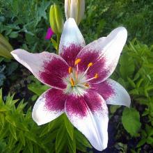 Нажмите чтобы увеличить изображение