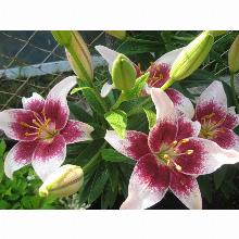 Нажмите чтобы увеличить изображение