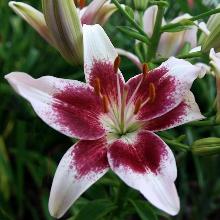 ЛИЛИЯ СТРОУБЕРИ ЭНД КРИМ АЗИАТСКИЙ ГИБРИД 2шт-пакет