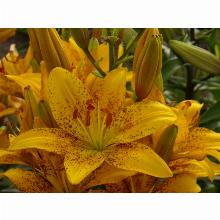 Нажмите чтобы увеличить изображение